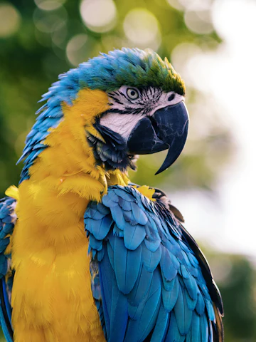 Guacamayo azul y amarillo