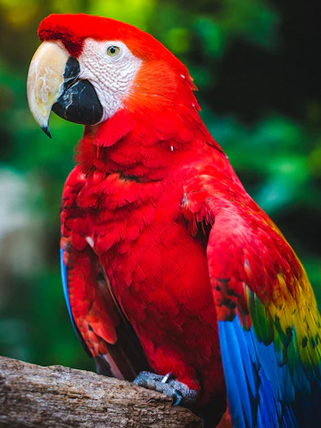 Guacamayo escarlata