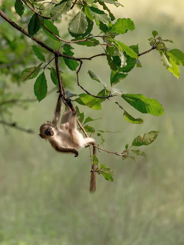 Mono en la selva