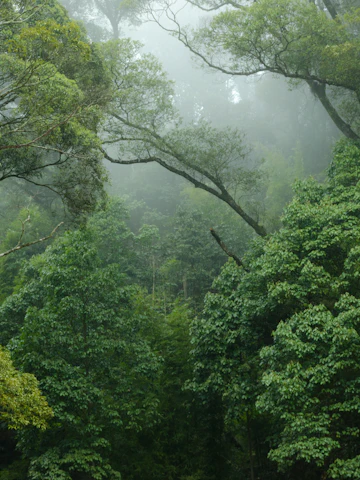Selva amazónica con neblina
