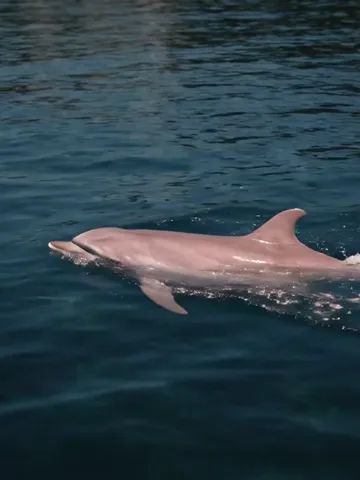 Delfín rosado en el Río Napo